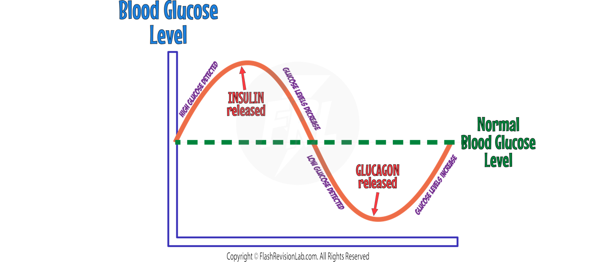 Blood Glucose Graph